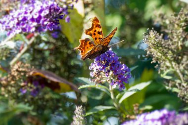 Comma butterfly (Polygonia c-album) perched on summer lilac in Zurich, Switzerland clipart