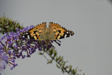 Boyalı Kadın (Vanessa Cardui) kelebek İsviçre 'nin Zürih şehrinde yaz leylağına tünedi.