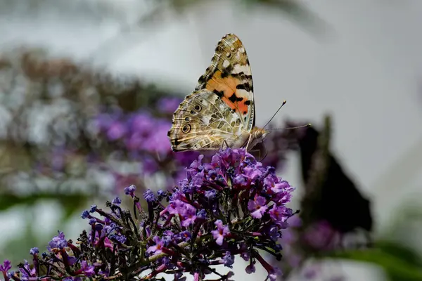 Boyalı Kadın (Vanessa Cardui) kelebek İsviçre 'nin Zürih şehrinde yaz leylağına tünedi.