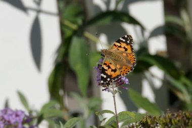 Boyalı Kadın (Vanessa Cardui) kelebek İsviçre 'nin Zürih şehrinde yaz leylağına tünedi.