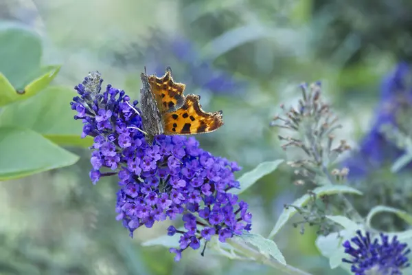 stock image Comma butterfly (Polygonia c-album) perched on summer lilac in Zurich, Switzerland