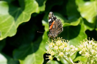 Kızıl Amiral Kelebeği (Vanessa Atalanta), İsviçre 'nin Zürih kentindeki çalılıklara (hedera helix) tünemiştir.