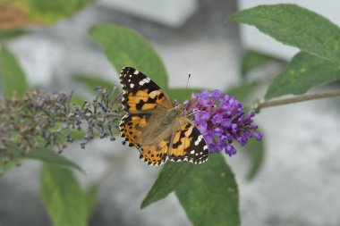 Boyalı Kadın (Vanessa Cardui) kelebek İsviçre 'nin Zürih şehrinde yaz leylağına tünedi.