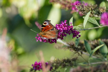 Avrupa tavus kuşu kelebeği (Aglais io) İsviçre 'nin Zürih kentinde yaz leylağına tünemiştir.