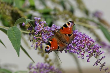 Avrupa tavus kuşu kelebeği (Aglais io) İsviçre 'nin Zürih kentinde yaz leylağına tünemiştir.
