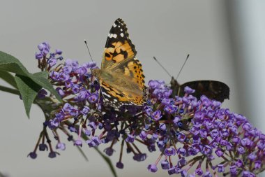 Boyalı Kadın (Vanessa Cardui) kelebek İsviçre 'nin Zürih şehrinde yaz leylağına tünedi.