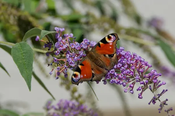 Avrupa tavus kuşu kelebeği (Aglais io) İsviçre 'nin Zürih kentinde yaz leylağına tünemiştir.