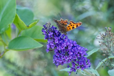 Virgül Kelebeği (Polygonia c-albüm) İsviçre 'nin Zürih kentinde yaz leylağına tünemiştir.