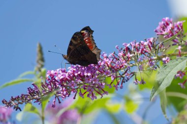 Avrupa tavus kuşu kelebeği (Aglais io) İsviçre 'nin Zürih kentinde yaz leylağına tünemiştir.