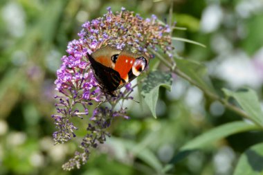 Avrupa tavus kuşu kelebeği (Aglais io) İsviçre 'nin Zürih kentinde yaz leylağına tünemiştir.