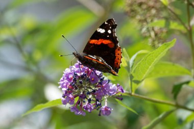 Kızıl Amiral Kelebeği (Vanessa Atalanta) İsviçre 'nin Zürih kentinde yaz leylağına tünemiştir.