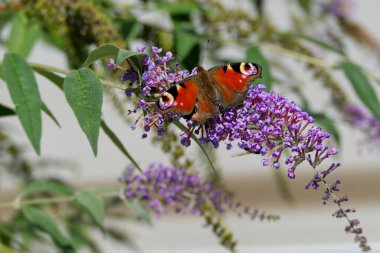 Avrupa tavus kuşu kelebeği (Aglais io) İsviçre 'nin Zürih kentinde yaz leylağına tünemiştir.