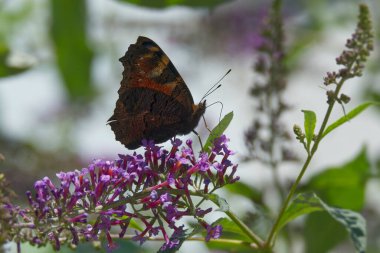 Avrupa tavus kuşu kelebeği (Aglais io) İsviçre 'nin Zürih kentinde yaz leylağına tünemiştir.