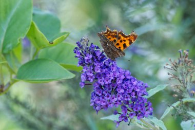 Virgül Kelebeği (Polygonia c-albüm) İsviçre 'nin Zürih kentinde yaz leylağına tünemiştir.