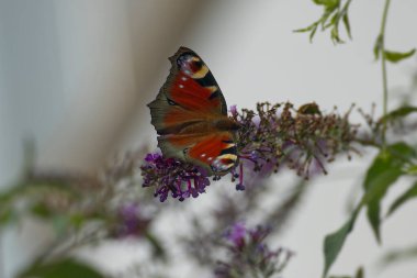 Avrupa tavus kuşu kelebeği (Aglais io) İsviçre 'nin Zürih kentinde yaz leylağına tünemiştir.