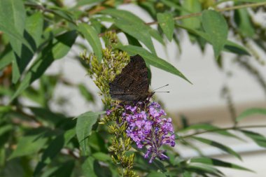 Avrupa tavus kuşu kelebeği (Aglais io) İsviçre 'nin Zürih kentinde yaz leylağına tünemiştir.