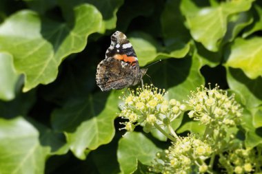 Kızıl Amiral Kelebeği (Vanessa Atalanta), İsviçre 'nin Zürih kentindeki çalılıklara (hedera helix) tünemiştir.