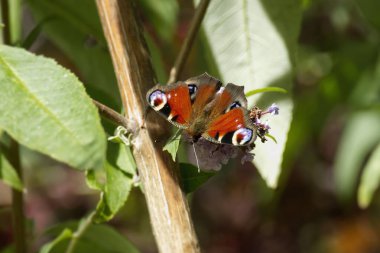 Avrupa tavus kuşu kelebeği (Aglais io) İsviçre 'nin Zürih kentinde yaz leylağına tünemiştir.