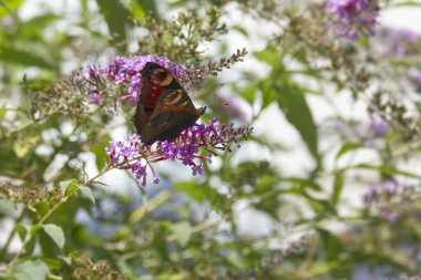 Avrupa tavus kuşu kelebeği (Aglais io) İsviçre 'nin Zürih kentinde yaz leylağına tünemiştir.