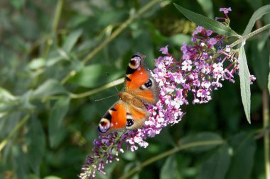 Avrupa tavus kuşu kelebeği (Aglais io) İsviçre 'nin Zürih kentinde yaz leylağına tünemiştir.