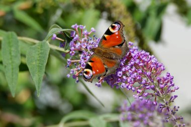 Avrupa tavus kuşu kelebeği (Aglais io) İsviçre 'nin Zürih kentinde yaz leylağına tünemiştir.