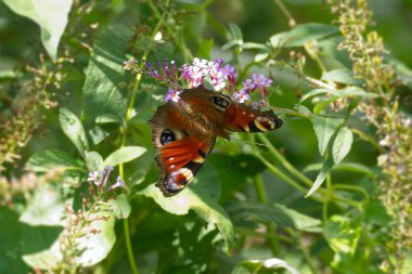 Avrupa tavus kuşu kelebeği (Aglais io) İsviçre 'nin Zürih kentinde yaz leylağına tünemiştir.