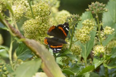 Kızıl Amiral Kelebeği (Vanessa Atalanta), İsviçre 'nin Zürih kentindeki çalılıklara (hedera helix) tünemiştir.