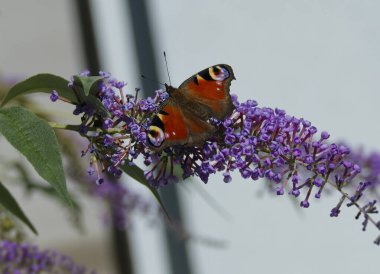 Avrupa tavus kuşu kelebeği (Aglais io) İsviçre 'nin Zürih kentinde yaz leylağına tünemiştir.