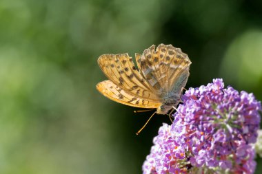 İsviçre 'nin Zürih kentinde yaz leylağı üzerinde oturan gümüş renkli Fritillary (Argynnis paphia) kelebeği