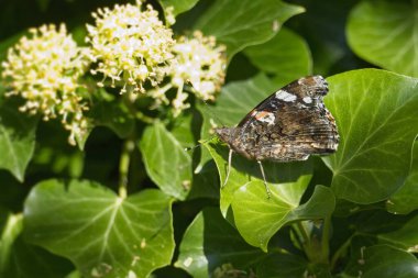 Kızıl Amiral Kelebeği (Vanessa Atalanta), İsviçre 'nin Zürih kentindeki çalılıklara (hedera helix) tünemiştir.