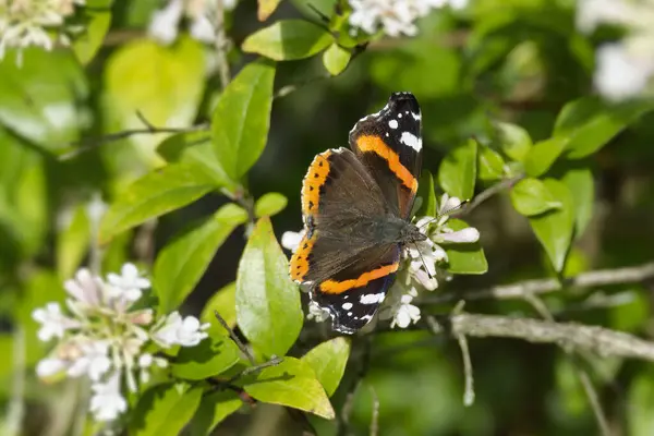 Red admiral butterfly (Vanessa Atalanta) perched on a white flower in Zurich, Switzerland