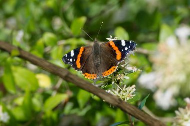 Red admiral butterfly (Vanessa Atalanta) perched on a white flower in Zurich, Switzerland