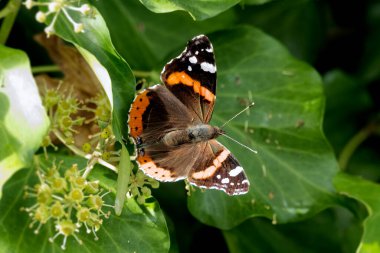 Kızıl Amiral Kelebeği (Vanessa Atalanta), İsviçre 'nin Zürih kentindeki çalılıklara (hedera helix) tünemiştir.