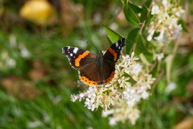 Red admiral butterfly (Vanessa Atalanta) perched on a white flower in Zurich, Switzerland