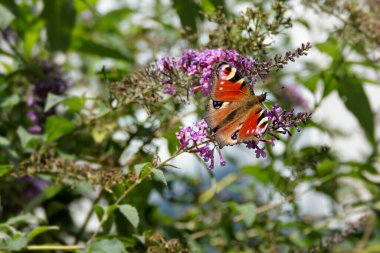 Avrupa tavus kuşu kelebeği (Aglais io) İsviçre 'nin Zürih kentinde yaz leylağına tünemiştir.