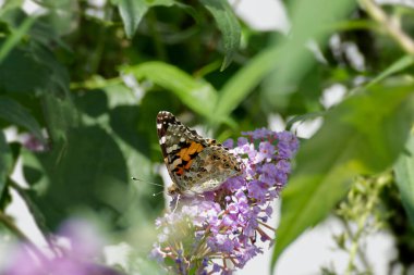Boyalı Kadın (Vanessa Cardui) kelebek İsviçre 'nin Zürih şehrinde yaz leylağına tünedi.