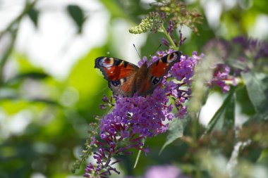 Avrupa tavus kuşu kelebeği (Aglais io) İsviçre 'nin Zürih kentinde yaz leylağına tünemiştir.