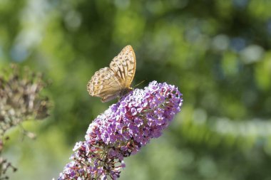 Silver-washed Fritillary (Argynnis paphia) butterfly sitting on summer lilac in Zurich, Switzerland clipart