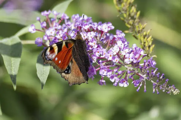 Avrupa tavus kuşu kelebeği (Aglais io) İsviçre 'nin Zürih kentinde yaz leylağına tünemiştir.