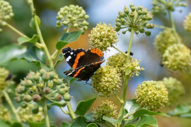 Kızıl Amiral Kelebeği (Vanessa Atalanta), İsviçre 'nin Zürih kentindeki çalılıklara (hedera helix) tünemiştir.