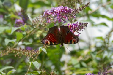 Avrupa tavus kuşu kelebeği (Aglais io) İsviçre 'nin Zürih kentinde yaz leylağına tünemiştir.