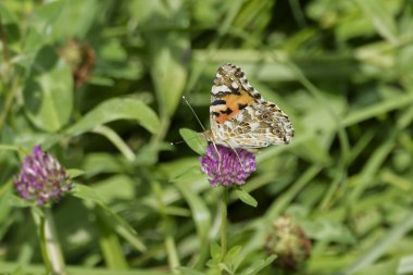 Boyalı Kadın (Vanessa Cardui) İsviçre 'nin Zürih şehrindeki pembe çiçeğe tünemiş kelebek