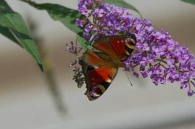 Avrupa tavus kuşu kelebeği (Aglais io) İsviçre 'nin Zürih kentinde yaz leylağına tünemiştir.