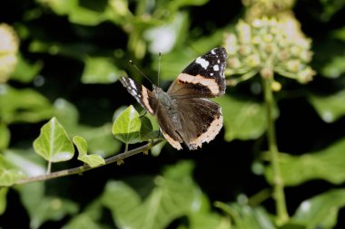 Kızıl Amiral Kelebeği (Vanessa Atalanta), İsviçre 'nin Zürih kentindeki çalılıklara (hedera helix) tünemiştir.