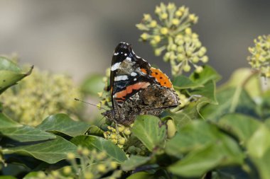 Kızıl Amiral Kelebeği (Vanessa Atalanta), İsviçre 'nin Zürih kentindeki çalılıklara (hedera helix) tünemiştir.