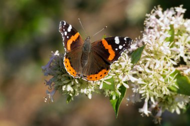 Red admiral butterfly (Vanessa Atalanta) perched on a white flower in Zurich, Switzerland