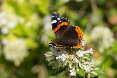 Red admiral butterfly (Vanessa Atalanta) perched on a white flower in Zurich, Switzerland