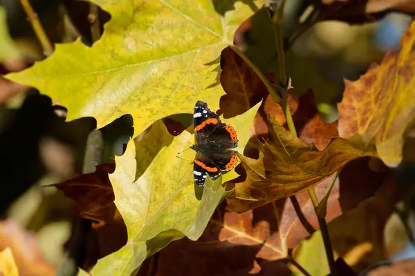 Kızıl Amiral Kelebek (Vanessa Atalanta) İsviçre 'nin Zürih kentinde sarı bir yaprağa tünemiştir.