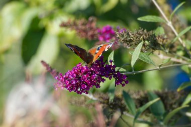 Avrupa tavus kuşu kelebeği (Aglais io) İsviçre 'nin Zürih kentinde yaz leylağına tünemiştir.