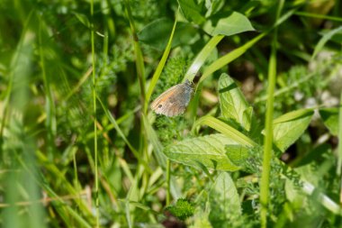 Small Heath (Coenonympha pamphilus) butterfly sitting on a grass blade in Zurich, Switzerland clipart